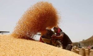 Mp News:मध्य प्रदेश में अब एक दिन पहले नौ अप्रैल से शुरू होगी गेहूं खरीदी, तैयारी पूरी – Mp News: Wheat Procurement In Madhya Pradesh Will Now Begin A Day Earlier On April 9, Preparations Complete