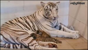 MP में और बढ़ा टाइगर का कुनबा, सफेद बाघिन मीरा ने तीन शावकों को दिया जन्म, टाइगरों की संख्या बढ़कर 10 हुई