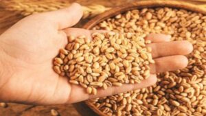 ग्वालियर में गेहूं को सरकारी समर्थन मूल्य पर बेचेंगे 14 हजार से अधिक किसान