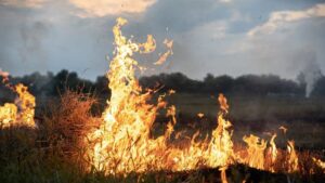 Massive Fire Erupts In Satna Field, Elderly Farmer Charred To Death Along With Crops – Bihar News