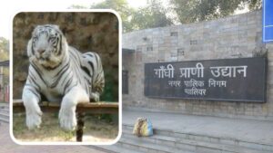अभी आइसोलेशन में ही रहेंगे बाघिन मीरा के तीनों शावक, पर्यटकों को करना होगा इंतजार