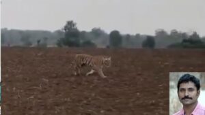 Mp News:नौरादेही टाइगर रिजर्व में बाघ हमले के मामले में उच्चस्तरीय जांच की मांग, वन विभाग पर गंभीर आरोप – Mp News: Demand For High-level Inquiry Into Tiger Attack At Nauradehi Tiger Reserve; Serious Allegations Again