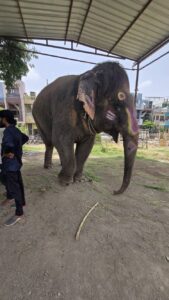 Ujjain’s Shyamu Elephant Unfit For Mahakal Procession: Mahout Gets Notice, Docs Say Can’t Walk 2 Km – Madhya Pradesh News